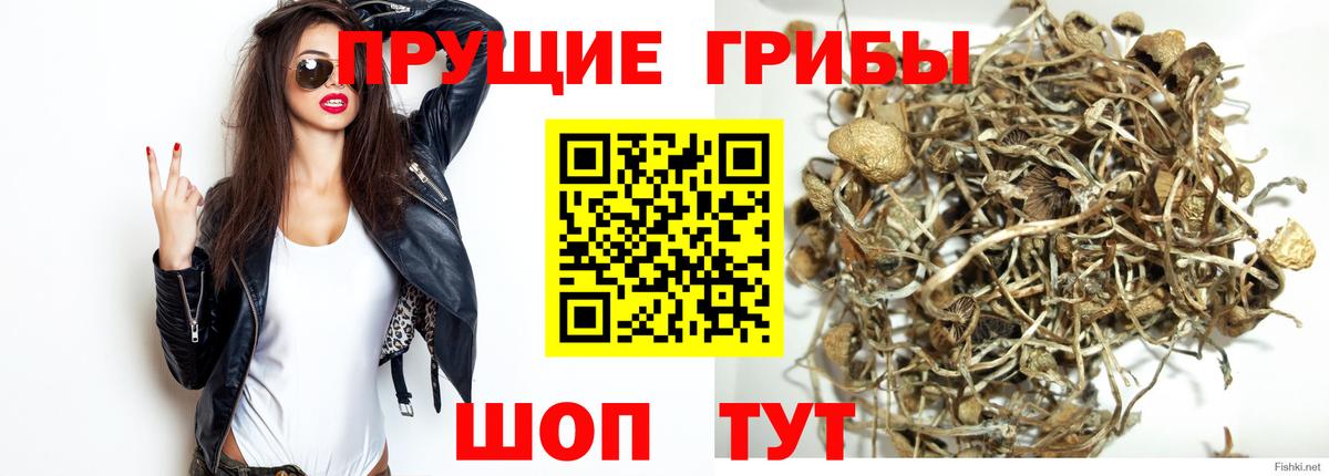 Псилоцибиновые грибы мицелий  Вход с VPN  Псилоцибиновые грибы мухоморы  Северск 